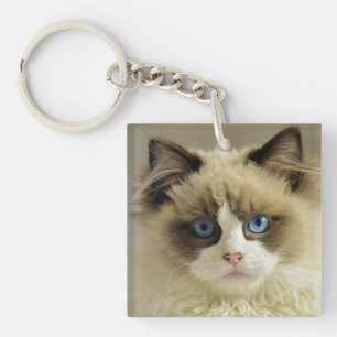 Vackert Ragdoll Cat med Blue Öga