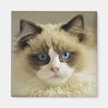 Vackert Ragdoll Cat med Blue Öga