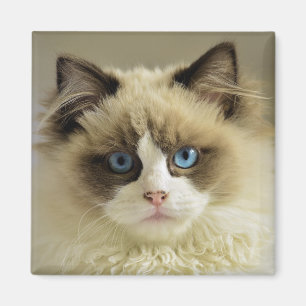 Vackert Ragdoll Cat med Blue Öga Magnet