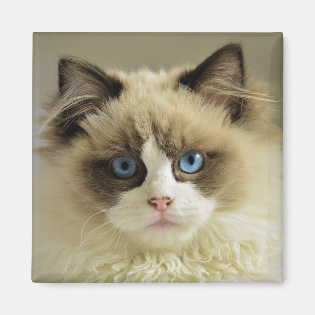 Vackert Ragdoll Cat med Blue Öga Magnet (Framsidan)