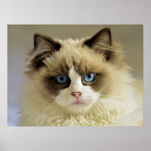 Vackert Ragdoll Cat med Blue Öga Poster