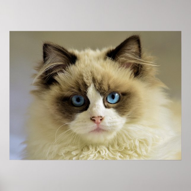 Vackert Ragdoll Cat med Blue Öga Poster (Framsidan)