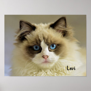 Vackert Ragdoll Cat med Blue Öga Poster