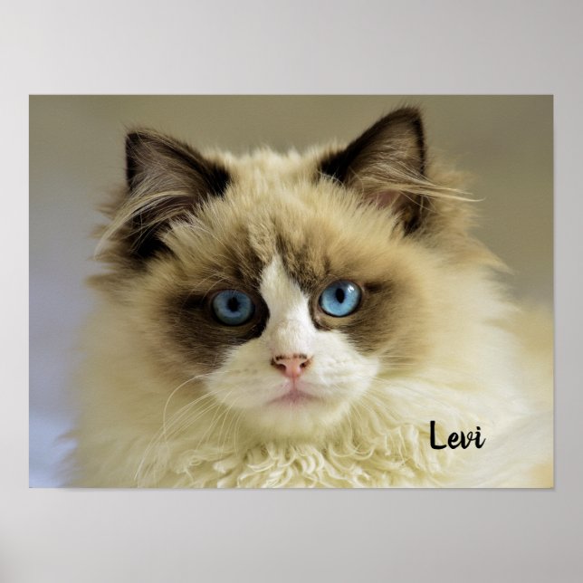 Vackert Ragdoll Cat med Blue Öga Poster (Framsidan)