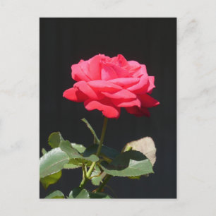 Vackert Redish Rosa ros stäng DIY-vykort Vykort