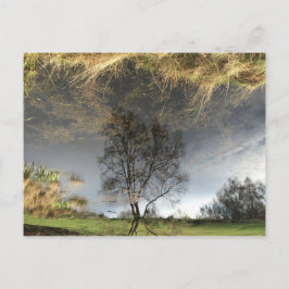 Vackert reflektionsfoto Träd vykort