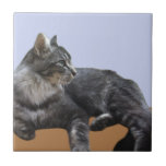 Vackert relaxerande katt kakelplatta<br><div class="desc">Den här keramiska plattan har mitt foto på en underbar katthattavslappning i sol på väggen utanför min villa i södra Frankrike. Vi blev snabbt vänner och katten var alltid där för att hälsa på oss när vi återvände från en dag ut. Det här är perfektens gåva till en kattälskare och...</div>
