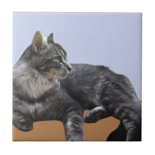Vackert relaxerande katt kakelplatta