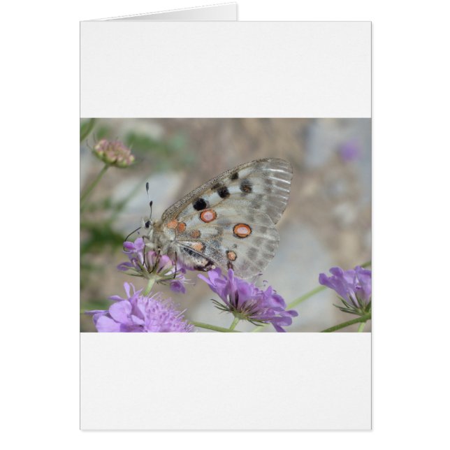 Vackert rödgris hälsningskort (Framsidan)