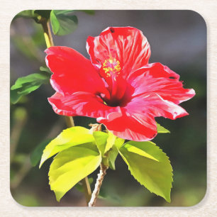 Vackert, rödtropisk Hibiscus Flower Underlägg Papper Kvadrat