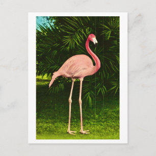 Vackert rosa flamingo vykort