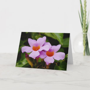 Vackert Rosa Mandevilla Blommor Kort
