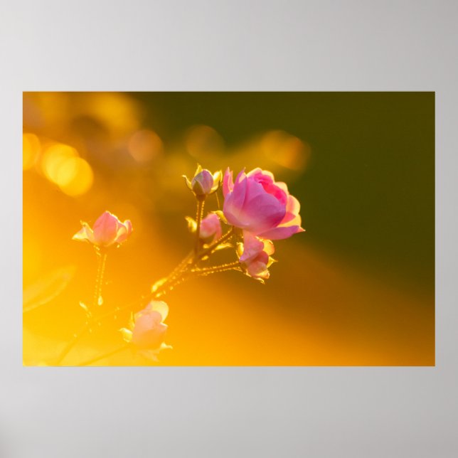 Vackert rosa ros i solnedgången romantik poster (Framsidan)
