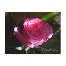 Vackert Rosa ros-kort