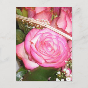 Vackert rosa ros vykort