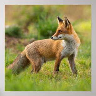 Vackert rött foxfoto poster