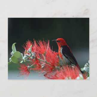 Vackert Scarlet Honeyeater Bird Postcard Vykort