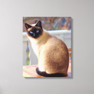Vackert Siamese Cat Blue Ögon Canvastryck