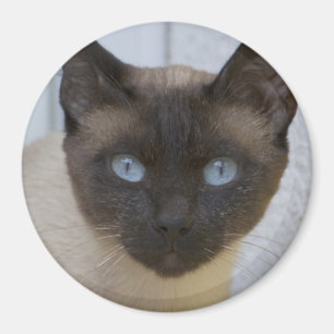 Vackert siamesiskt katt magnet