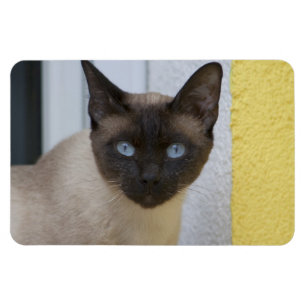Vackert siamesiskt katt magnet