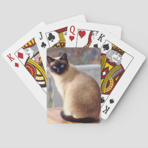 Vackert siamesiskt katt med blå Ögon Casinokort