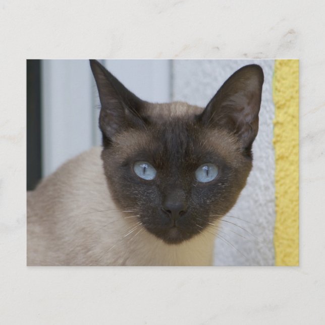 Vackert siamesiskt katt vykort (Framsida)