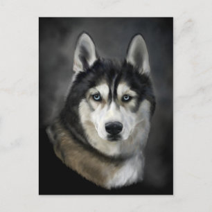 Vackert Siberian husky vykort