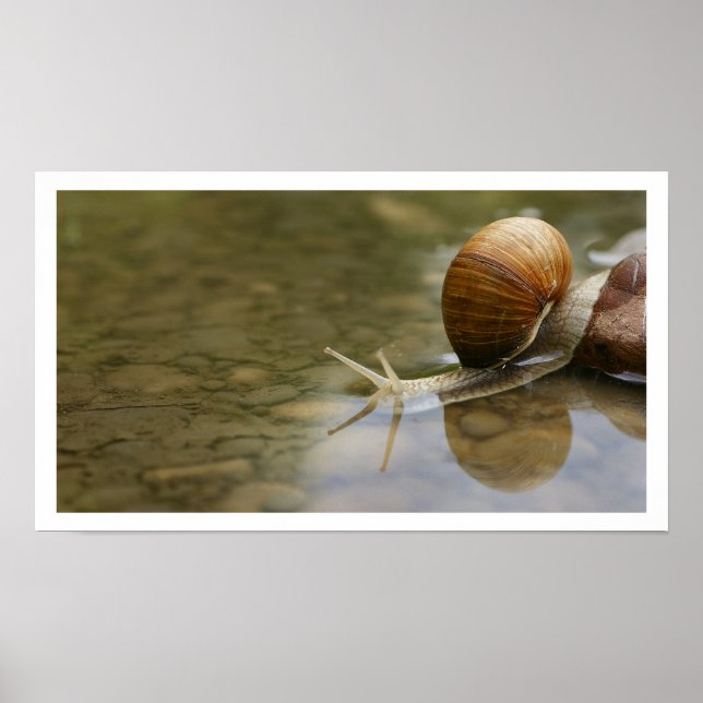 Vackert Snigel reflekterat i Vatten Poster (Framsidan)