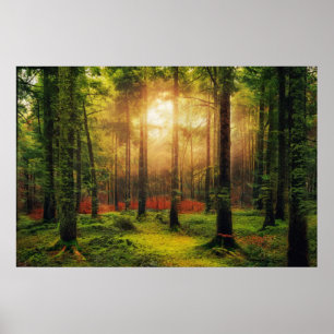 Vackert sommarskog - liggande poster