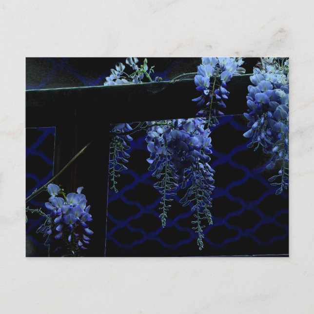 Vackert Strange Blue Lavender Wisteria Night Vykort (Framsida)