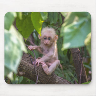 Vackert stump Tailque Macaque Musmatta