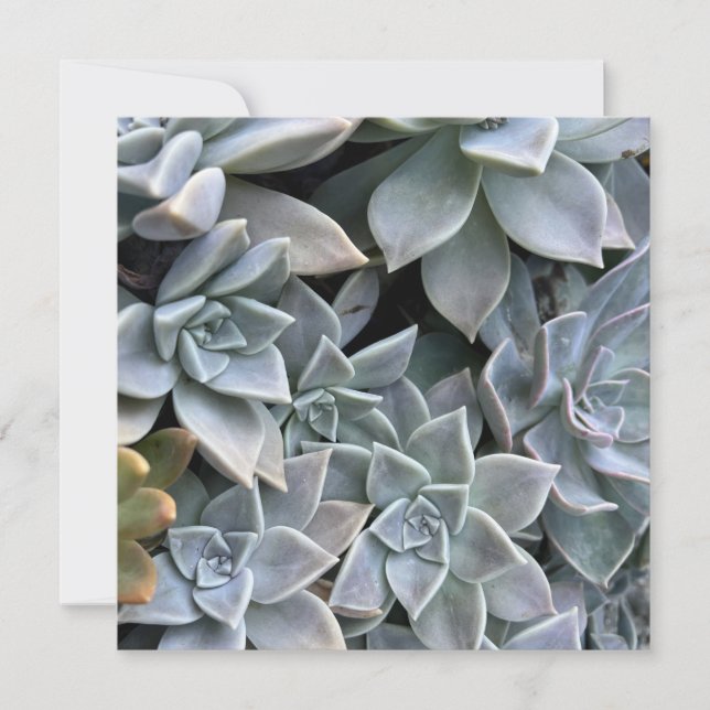 Vackert Succulent Plant Photo Kort (Framsida)