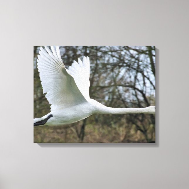Vackert Svan på flyget Wrapped Canvas (Framsida)