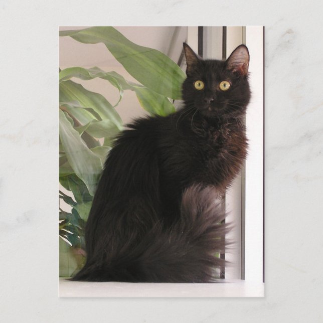 Vackert svart katt vykort (Framsida)