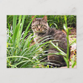 Vackert Tabby katt på vykort för fotopatser i Gras