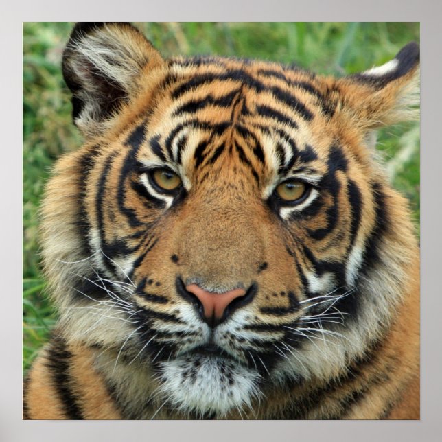 Vackert Tiger Photo Poster (Framsidan)