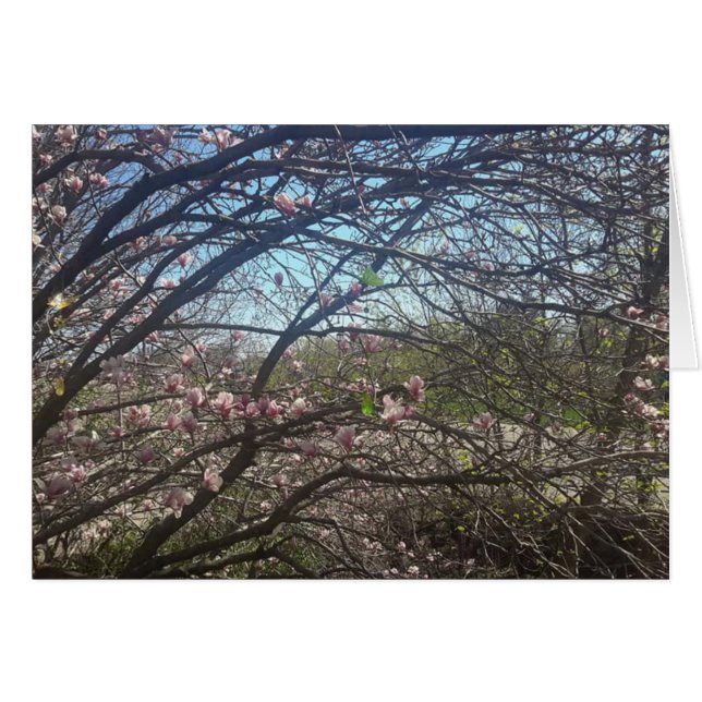 Vackert Träd Grenar Magnolia Träd Blankkort Hälsningskort (Framsidan Horizontal)