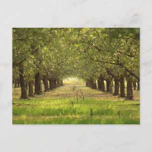 Vackert Träd, postkort för Almond Orchard Farm Vykort
