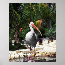 Vackert Tropical Bird Photograph Poster