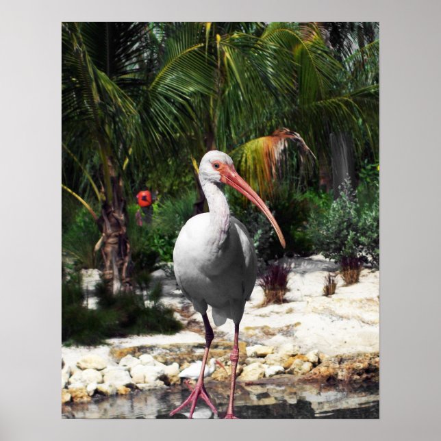 Vackert Tropical Bird Photograph Poster (Framsidan)