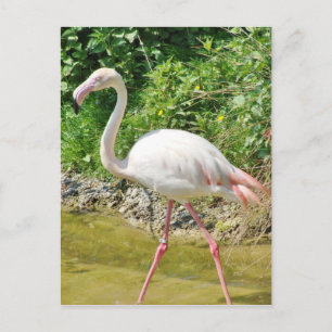 Vackert Underbarare Flamingo - vykort