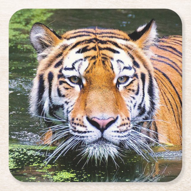 Vackert Underlägg i tiger Papper Kvadrat (Framsidan)