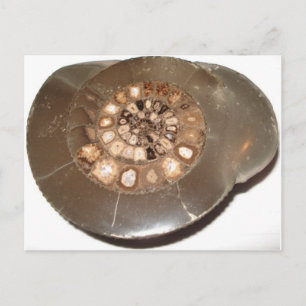 Vackert utseendet Dactylioceras ammnite fossil Vykort