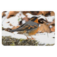 Vackert varierad Thrussongbird i Snö