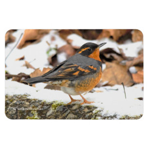 Vackert varierad Thrussongbird i Snö Magnet