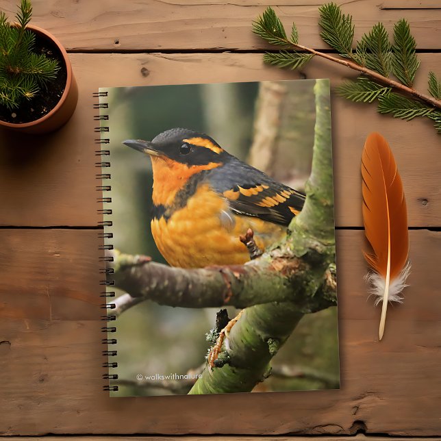 Vackert varierad Thrussongbird i Träd Anteckningsbok Med Spiral (Beautiful Varied Thrush in the Tree Journal Cover Photo)