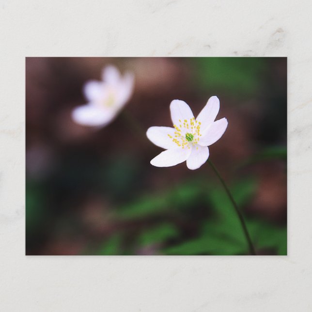 Vackert virke Anemone Flower Postcard Vykort (Framsida)