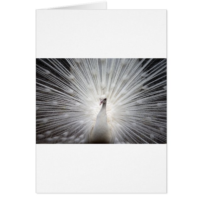 Vackert, vit påk hälsningskort (Framsidan)