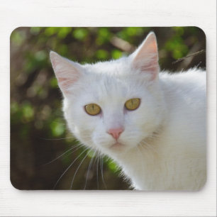 Vackert, vitt katt musmatta