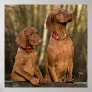 Vackert Vizsla Sport Hundar Poster